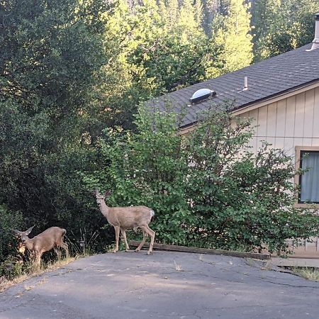 Yosemite Haven @ Pine Mountain Lake. Dog Friendly! Groveland Buitenkant foto