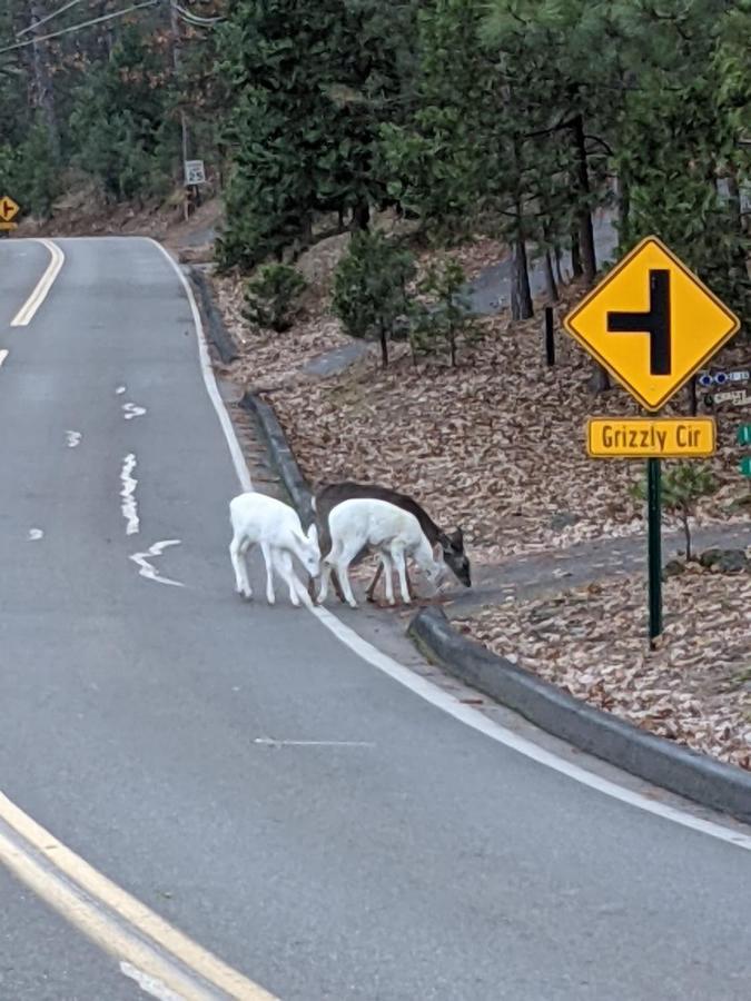 Yosemite Haven @ Pine Mountain Lake. Dog Friendly! Groveland Buitenkant foto